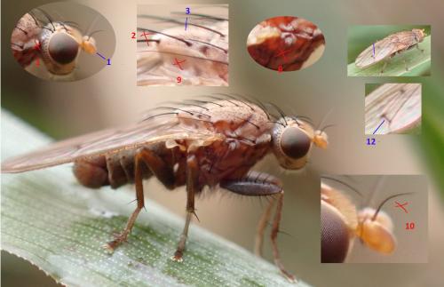 Suillia sp.